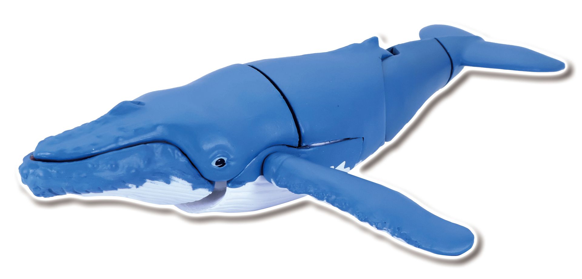 ザトウクジラ B