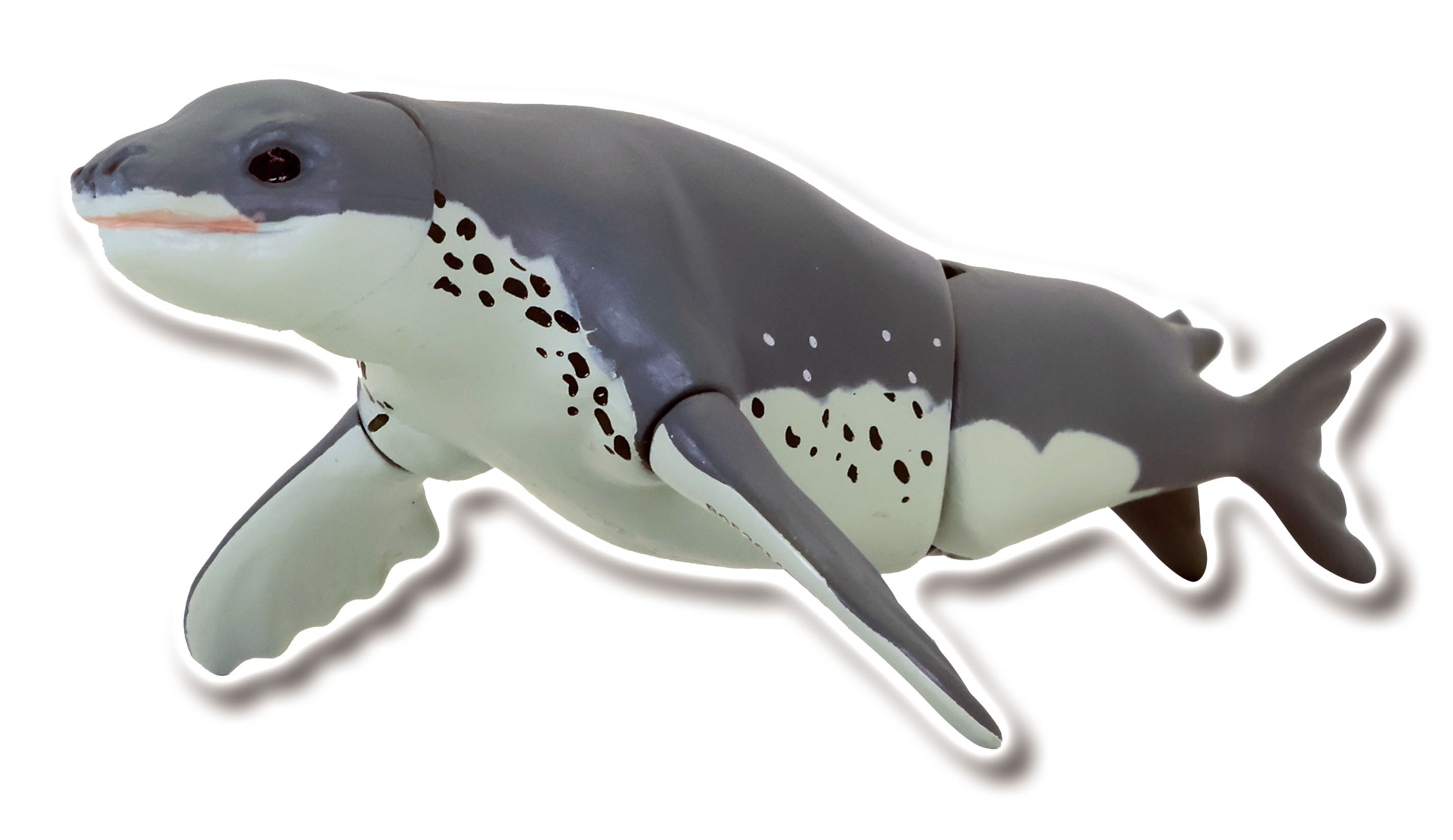 ヒョウアザラシ