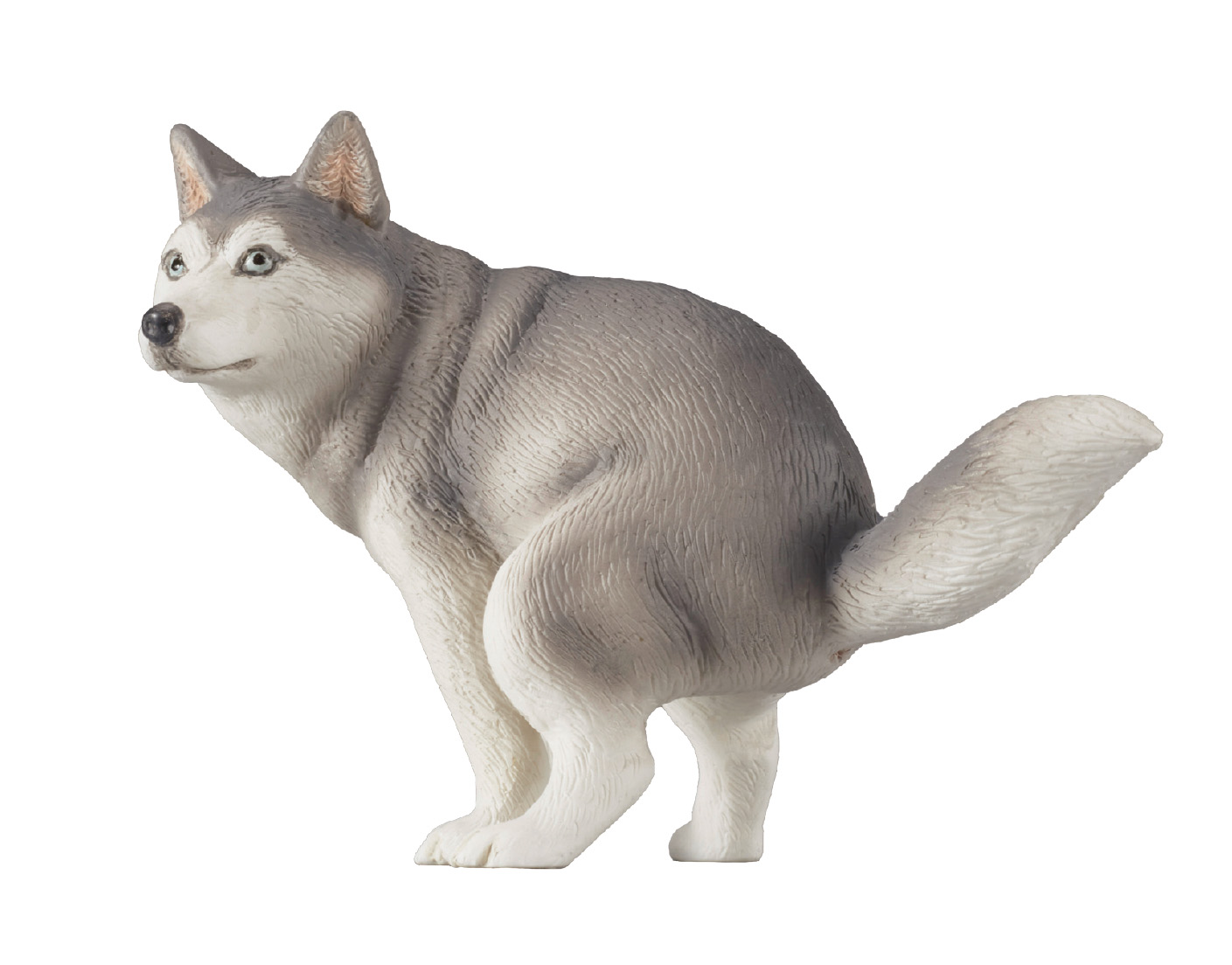 シベリアン・ハスキー