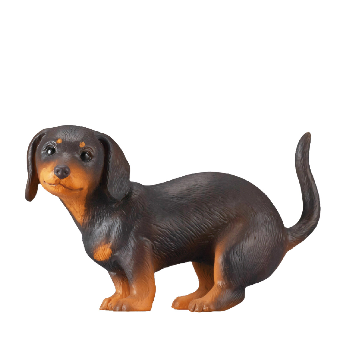 ミニチュアダックスフント