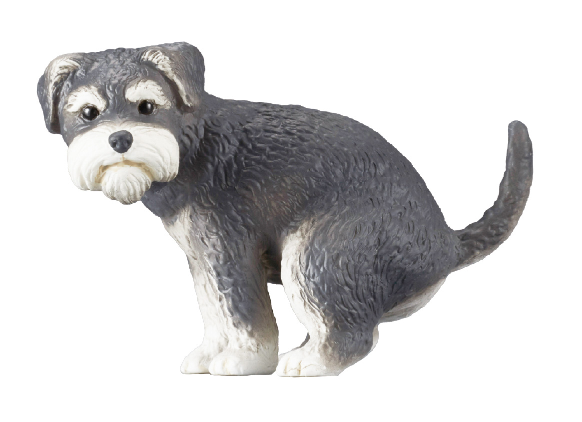 ミニチュアシュナウザー