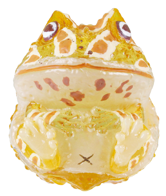 ベルツノガエル