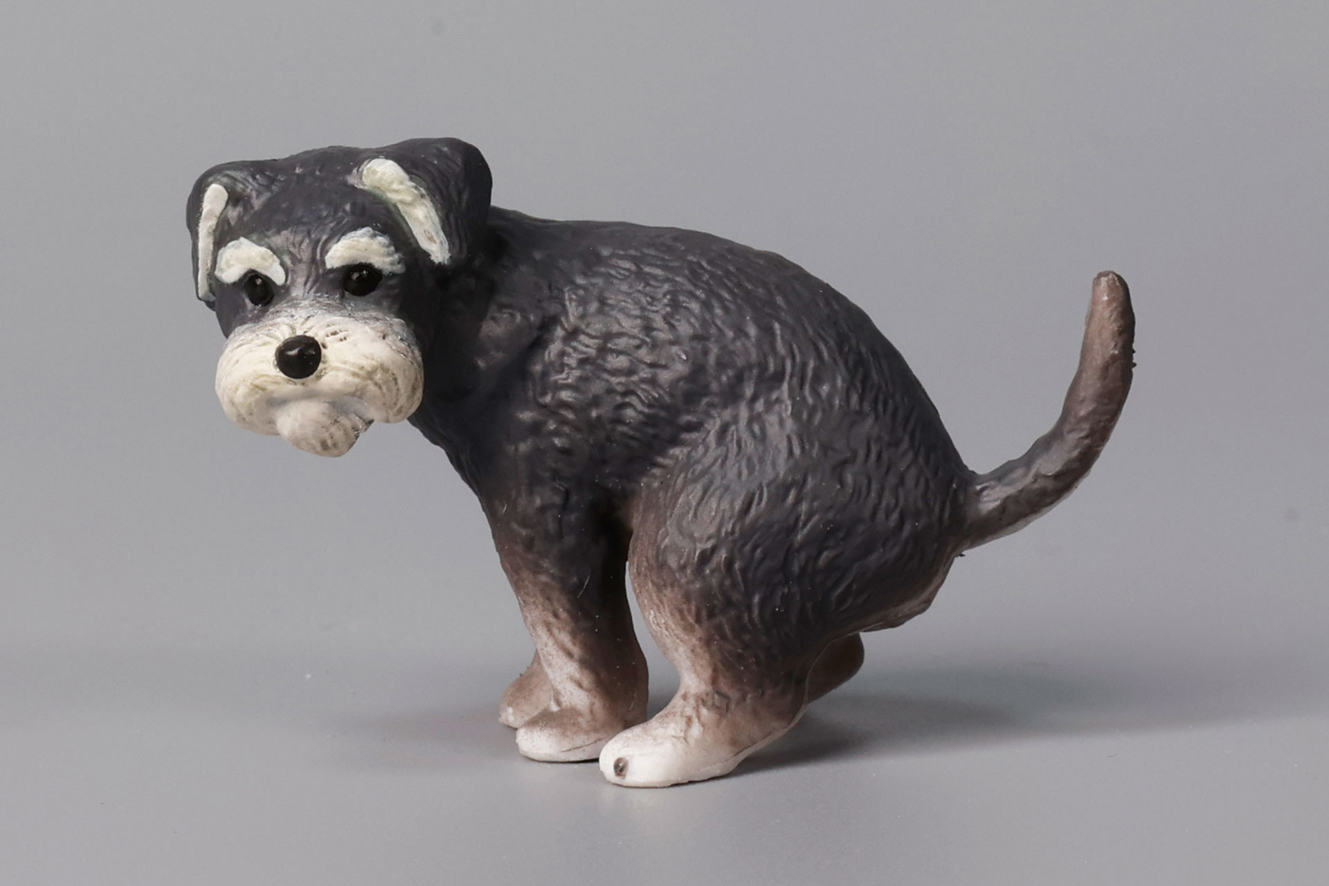 こちらが「ミニチュアシュナウザー」だ