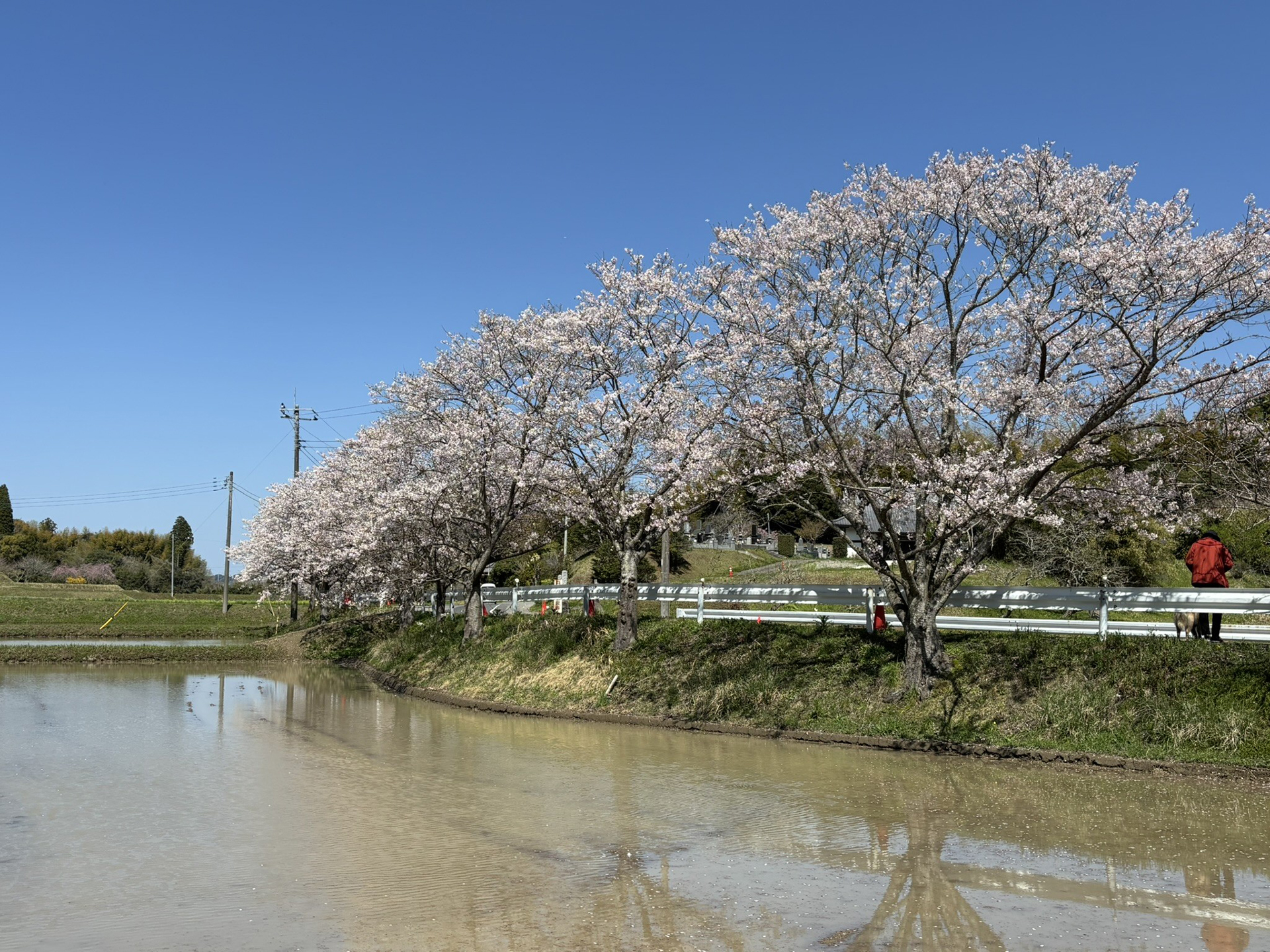 桜の名所として知る人も多い「いすみ市・札森さくら街道」。撮影している間も地元の人たちが訪れ、桜を楽しんでいた