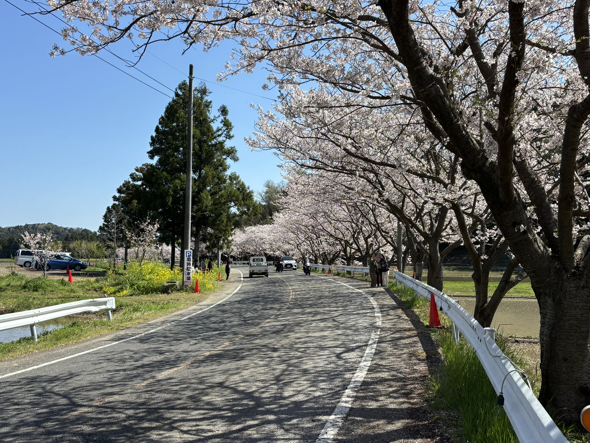 桜の名所として知る人も多い「いすみ市・札森さくら街道」。撮影している間も地元の人たちが訪れ、桜を楽しんでいた
