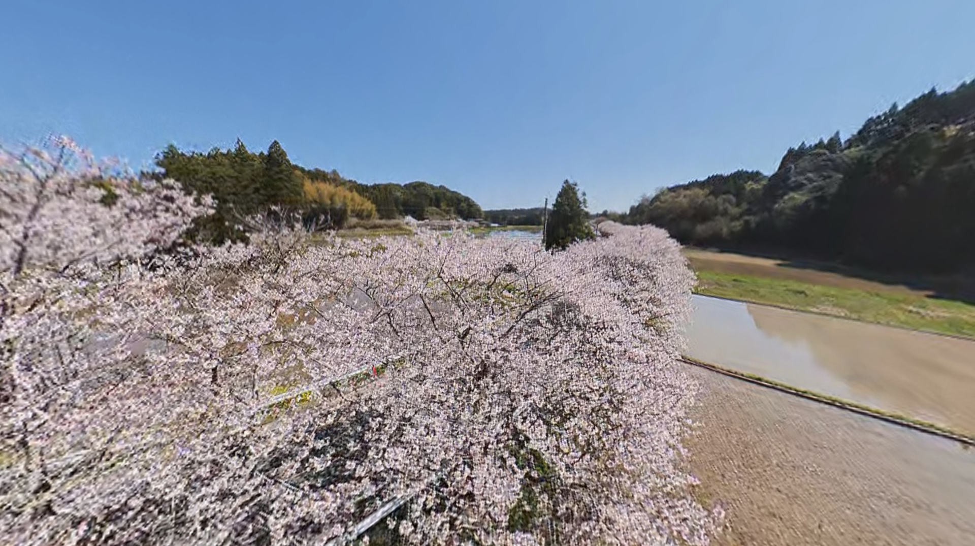 満開の桜をドローンで空撮！　桜の美しさを地上とは異なる視点で楽しめる