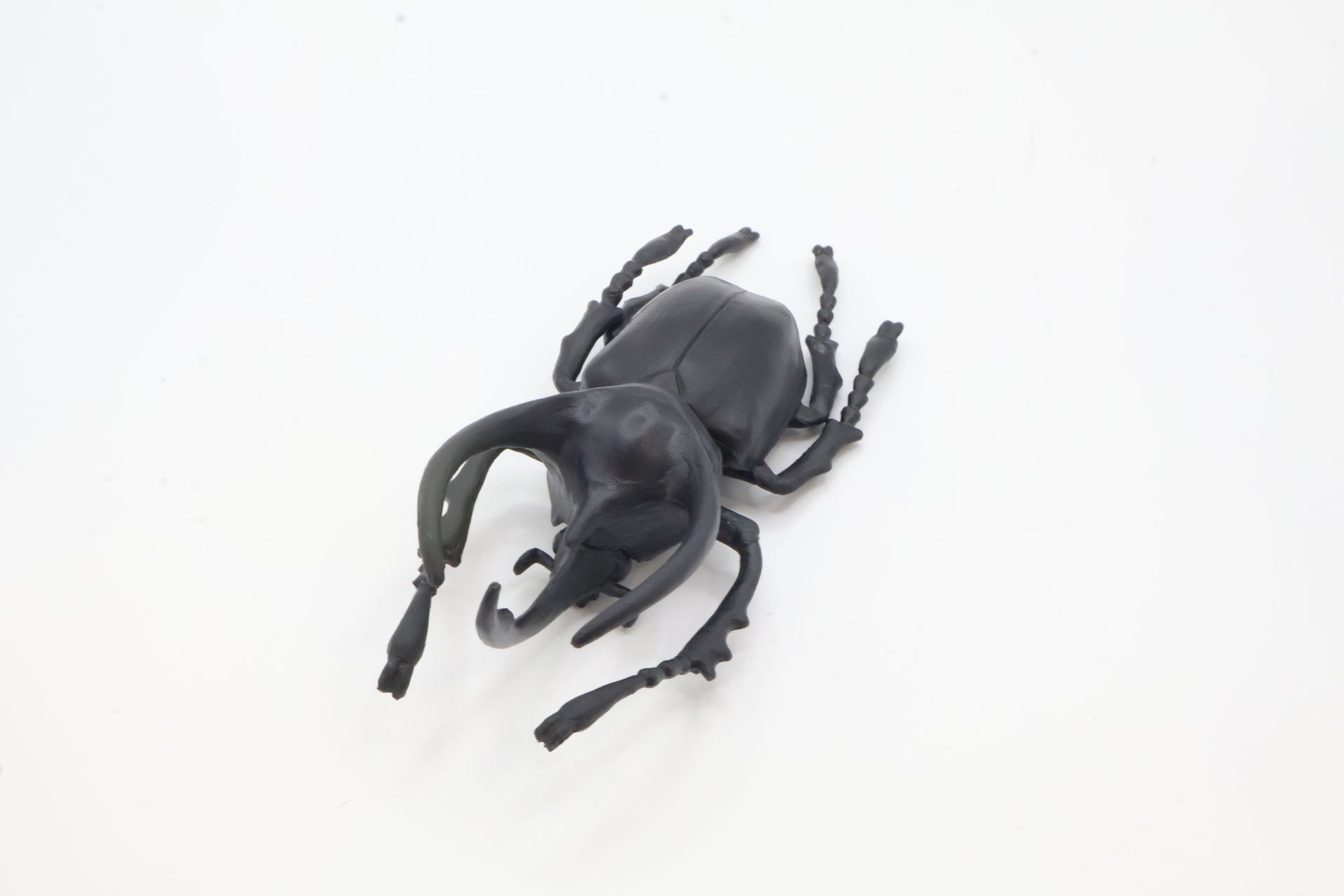 アトラスオオカブト（黒）