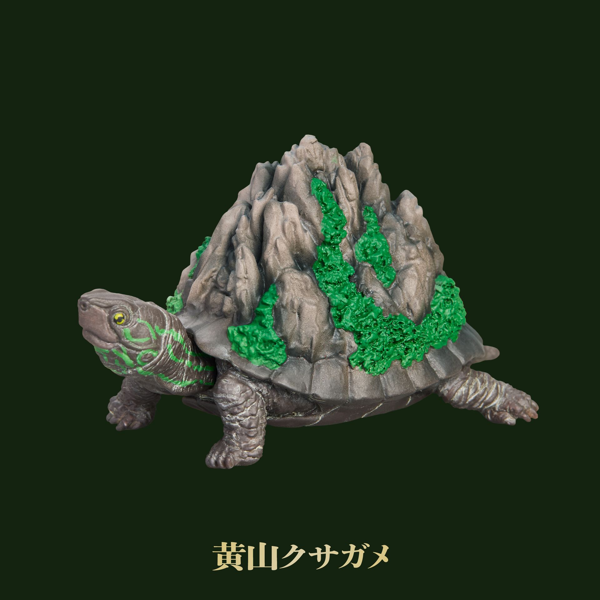 黄山クサガメ