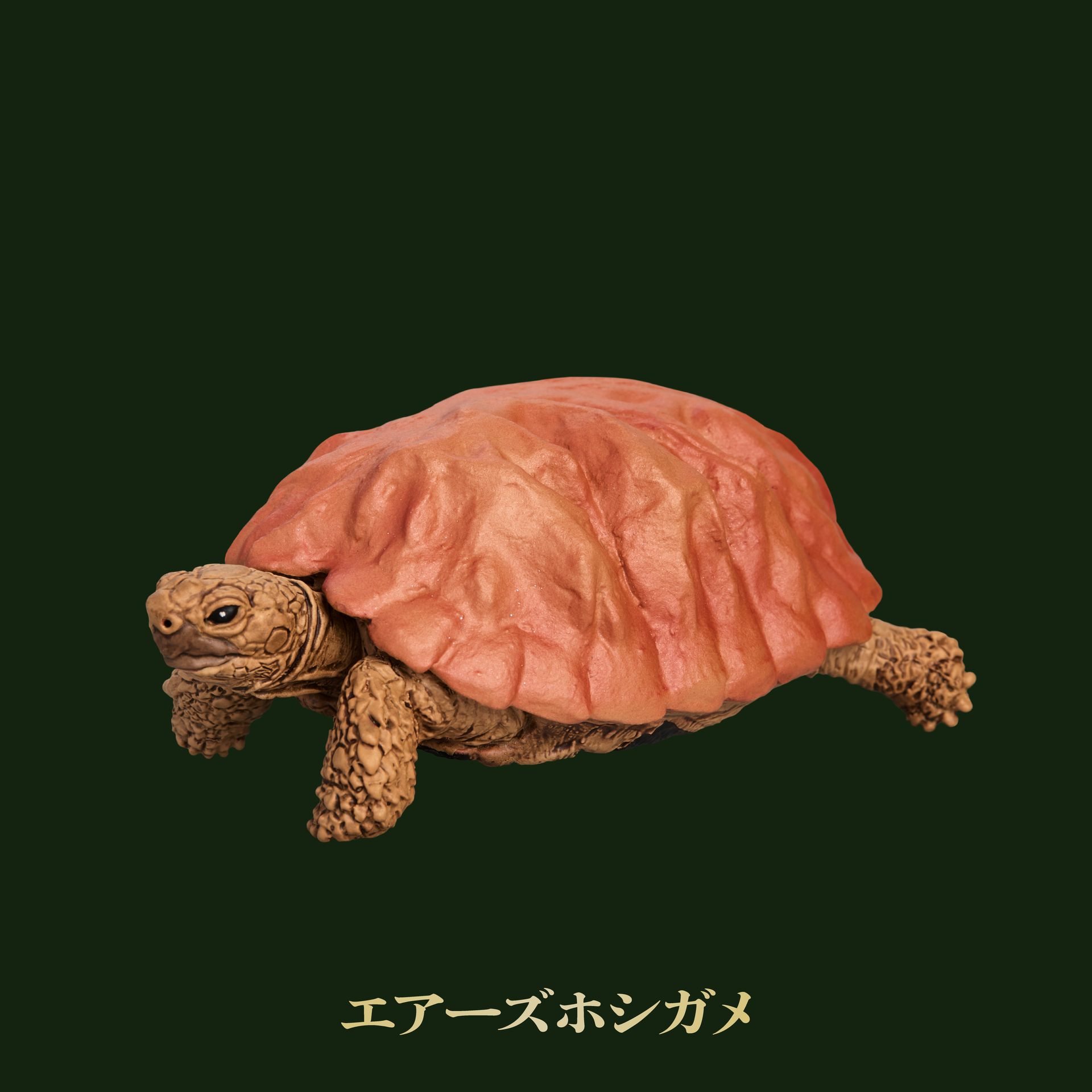 エアーズホシガメ