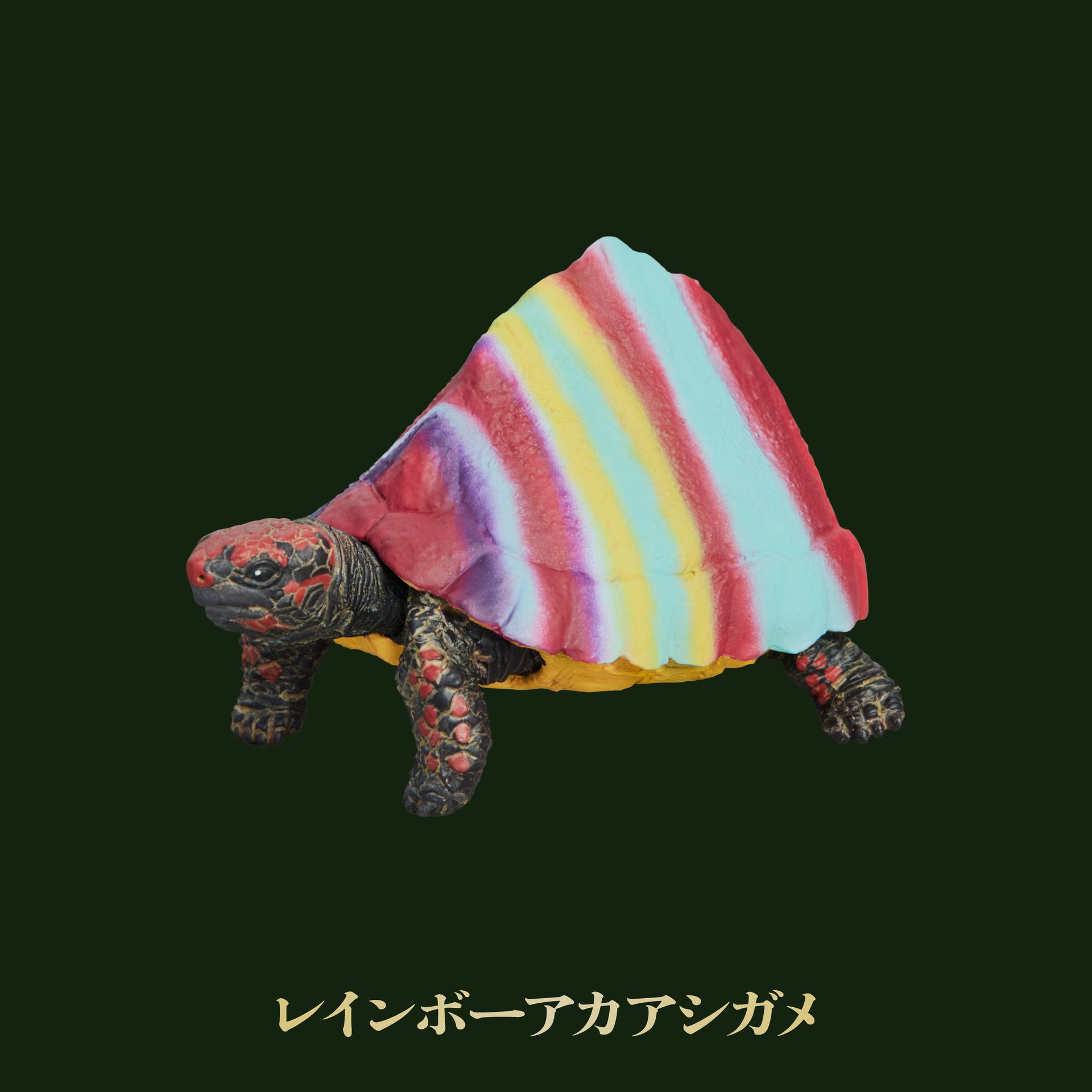 レインボーアカアシガメ
