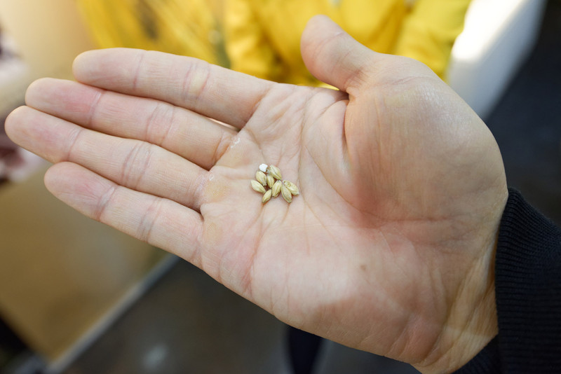 これがダイヤモンド麦芽