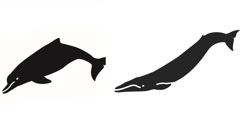 バックライト点灯時に表示されるイラスト。イルカ(BABY-G/左)とクジラ(G-SHOCK/右)