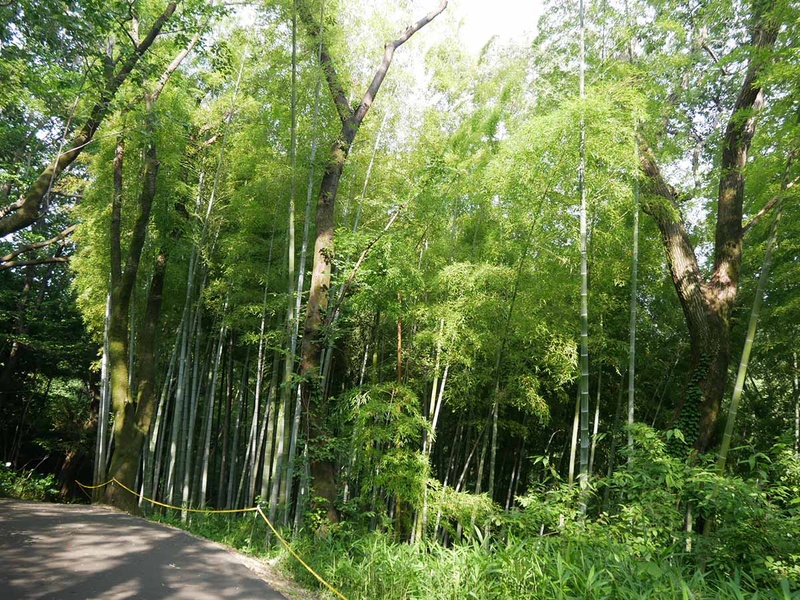 協創の森がある中央研究所内には自然が多い