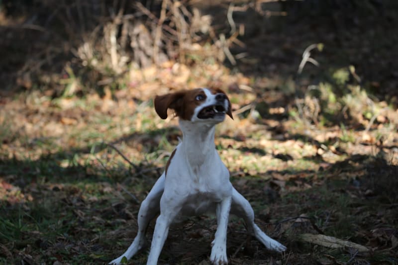 総額90万円ほどの機材で、こんな感じの写真を高速連写。断じてカメラの性能のせいではなく、筆者の腕前の問題である。犬にもカメラにも申し訳ない