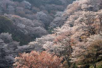吉野山観光協会提供
