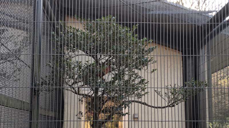 こちらも実写では完全に気配を消しているが、サーモグラフでは木の上に止まっているのが一目瞭然だ
