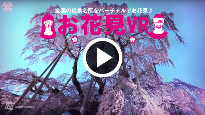 三春滝桜(福島県)