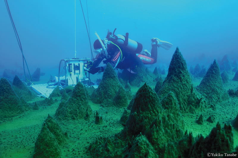 南極の湖底に群生するコケボウズ