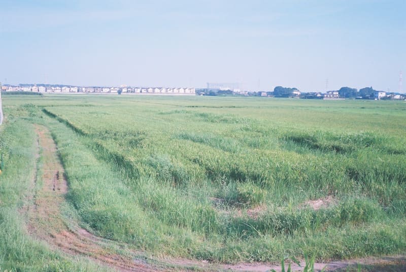 水田。BESSA-R・COLOR-SKOPAR 35mm F2.5 MC。フィルムはKODAK ULTRAMAX400