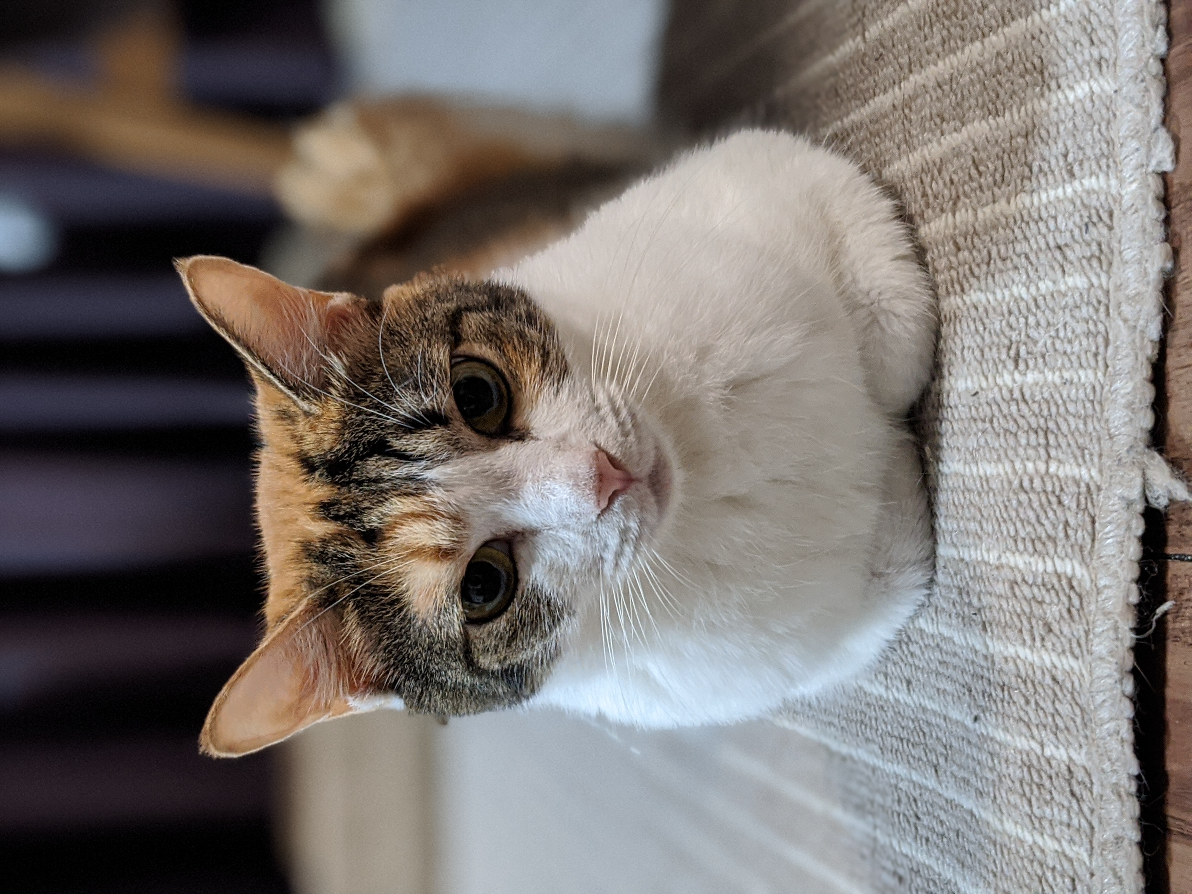 ポートレートモード