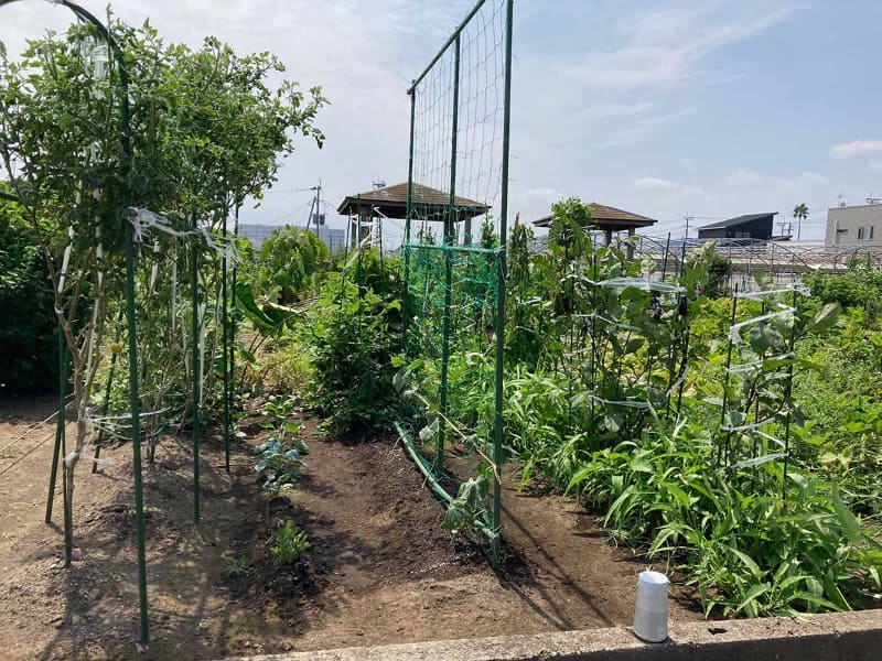 台風直前の畑の様子