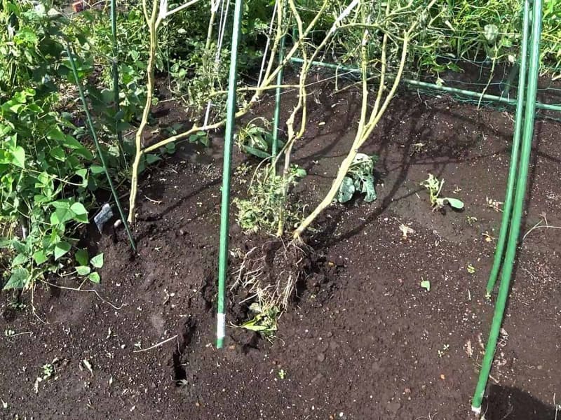 トマトが根こそぎ持っていかれている