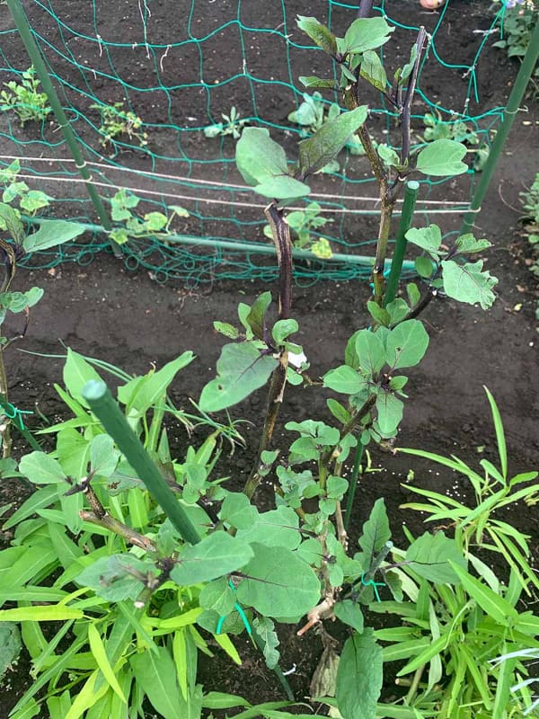 枝だけになっていたナスから新しい葉っぱが