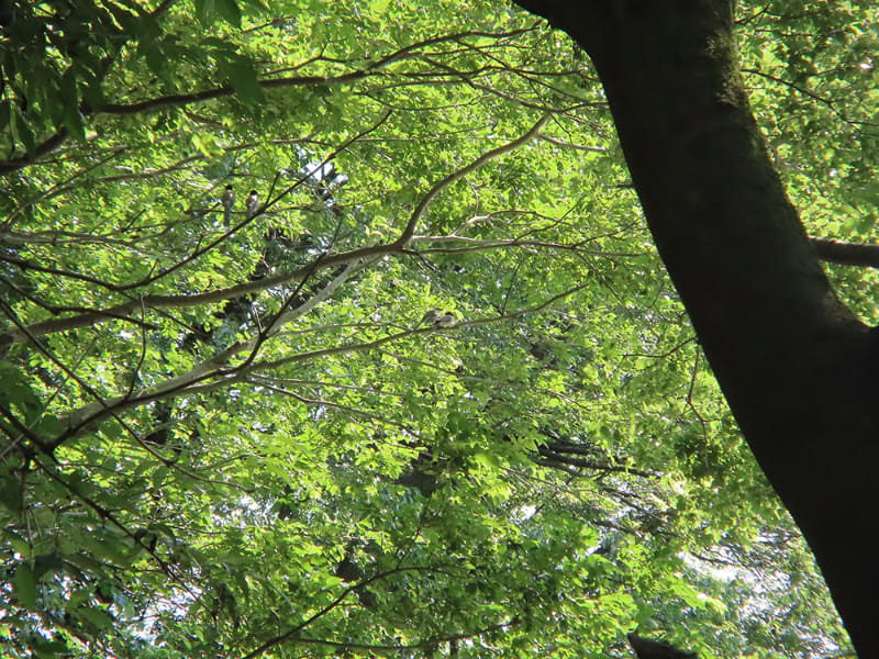 100mm相当(望遠鏡倍率約1.2倍)