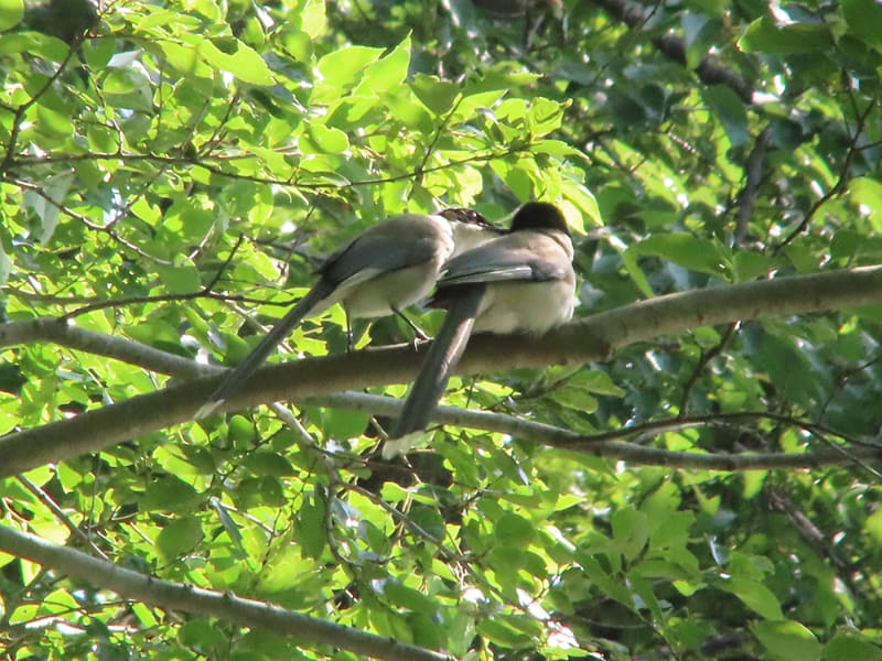 デジタルズーム800mm相当(望遠鏡倍率約9.6倍)