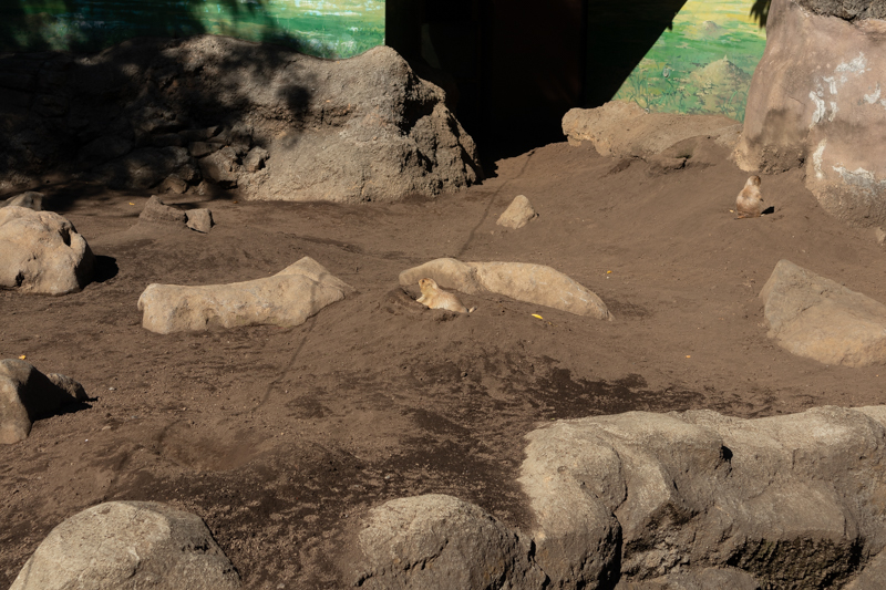 (参考)他のカメラで撮影した約50mm相当の写真