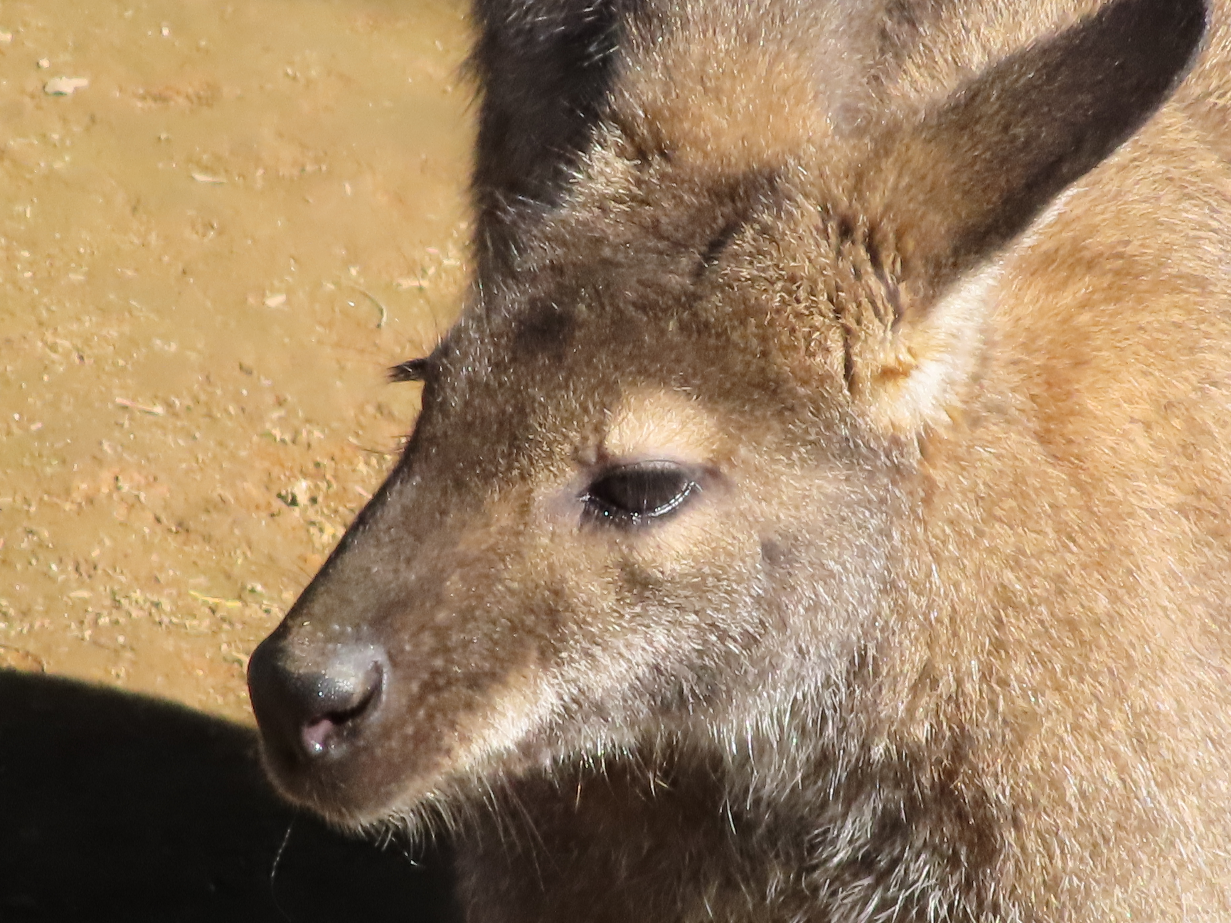 800mm(デジタルズーム)