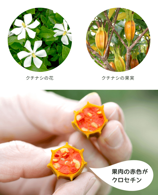 クロセチンについて