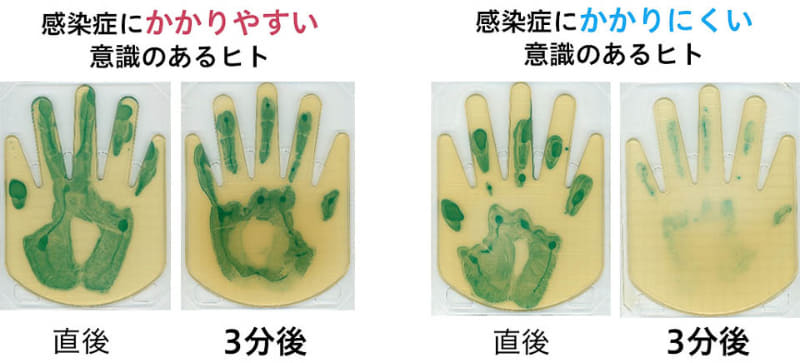 寒天培地によるハンドスタンプ法による、大腸菌塗布直後と3分後の評価(大腸菌を緑色に発色させている)。