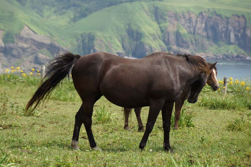 釧路から浜中町まで海岸沿いをドライブすると馬の放牧場に出くわした