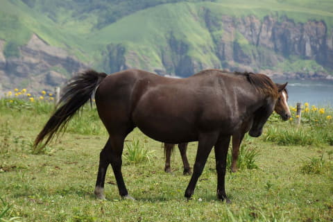 コード決済“一強”となったPayPayが迎える転換期【鈴木淳也のPay