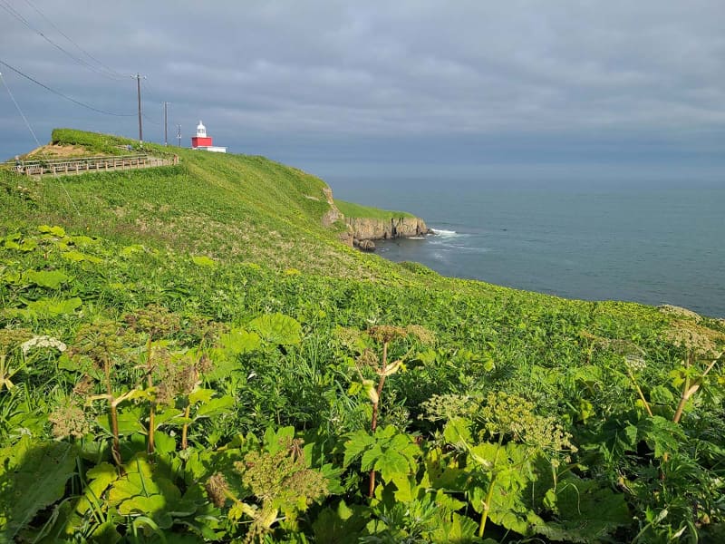 浜中町にある霧多布岬。現在町役場が霧多布岬のある高台への移設を進めているが、津波被害を受けての災害対策となっている