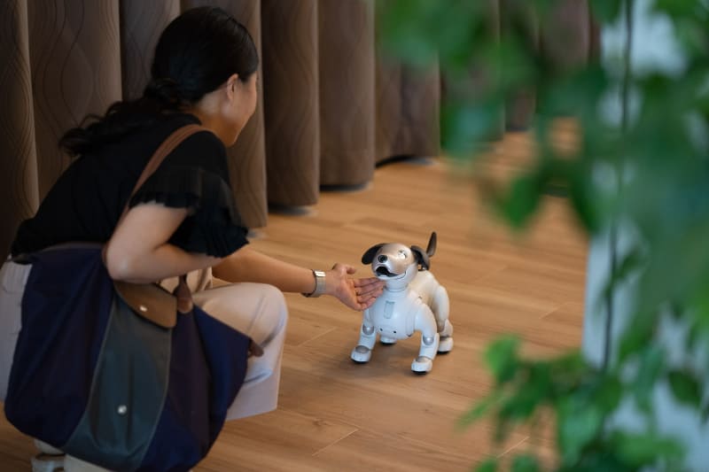 玄関に迎えに来るaibo