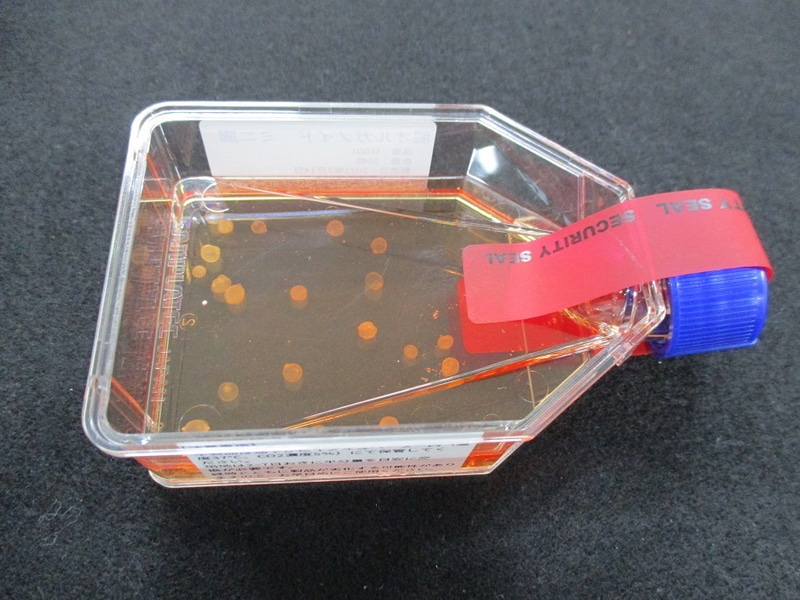 提供時の状態(細胞培養用フラスコに入ったミニ腸)