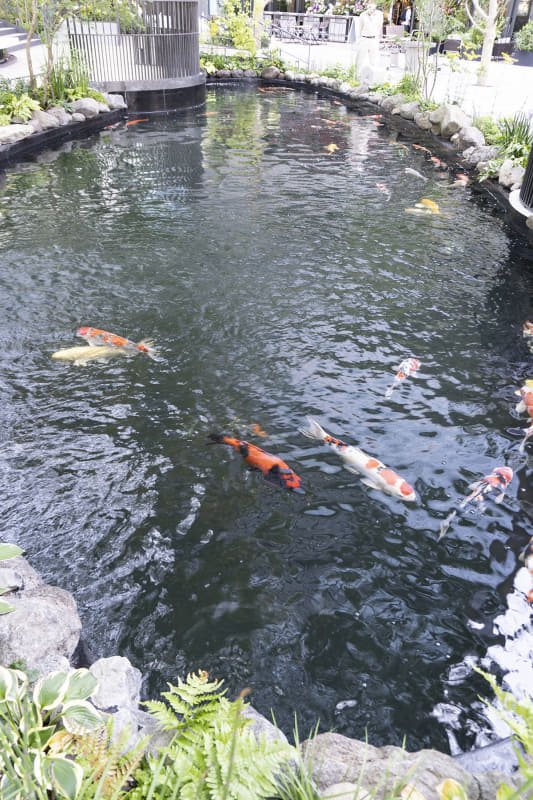 錦鯉が泳ぐ池