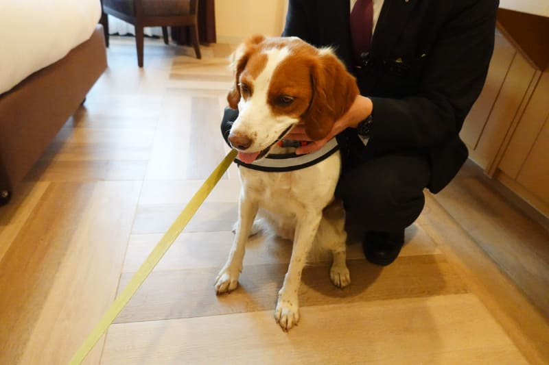 スタッフは実際に犬を飼っているなど犬好きが多いとのこと