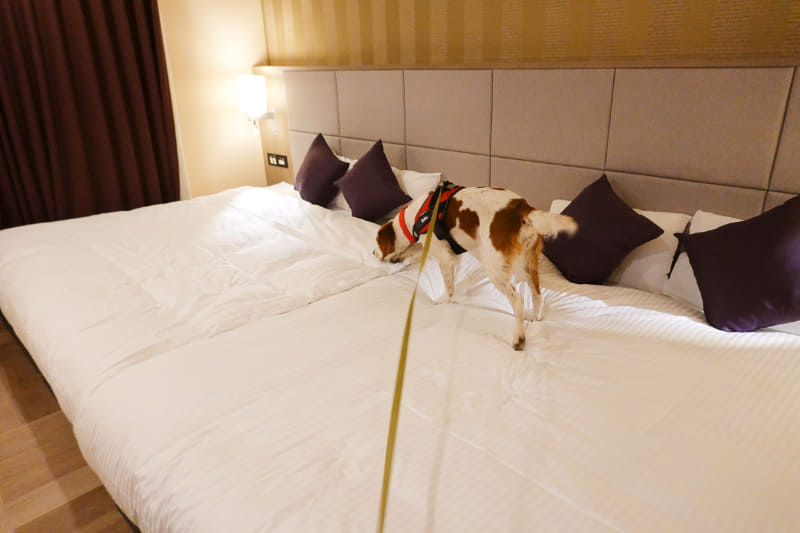 4つのベッドを繋いで犬が自由に歩ける「ONE BED FOURTH」ルーム