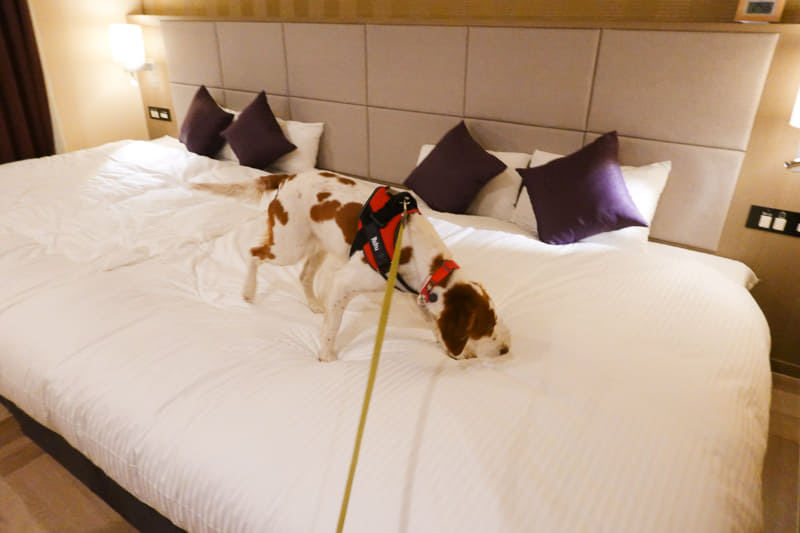 4つのベッドを繋いで犬が自由に歩ける「ONE BED FOURTH」ルーム