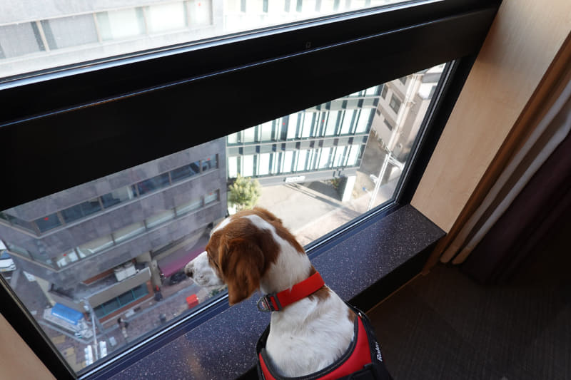 客室からの眺めがお気に入り