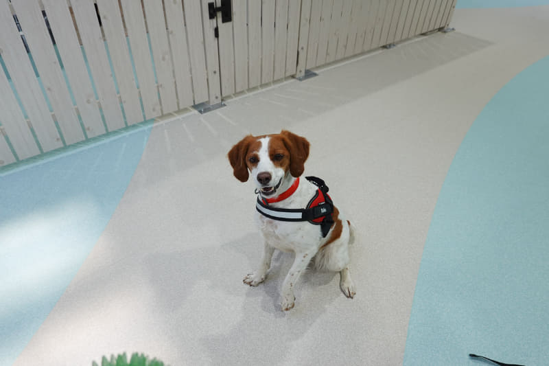 雨の日でも安心な屋内ドッグラン