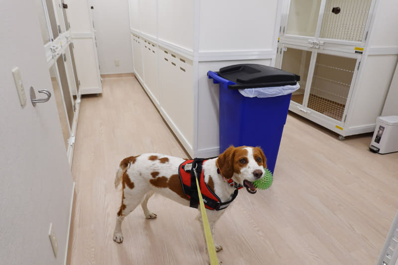 犬の一時預かり所。利用料は宿泊費込みなので気軽に何度でも利用できます