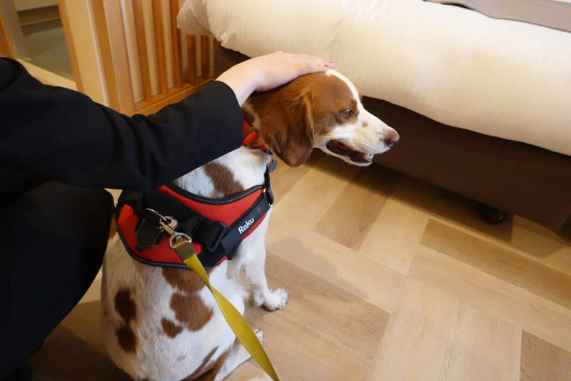 スタッフは実際に犬を飼っているなど犬好きが多いとのこと