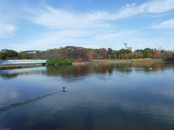水質浄化に取り組む植物園内の大池