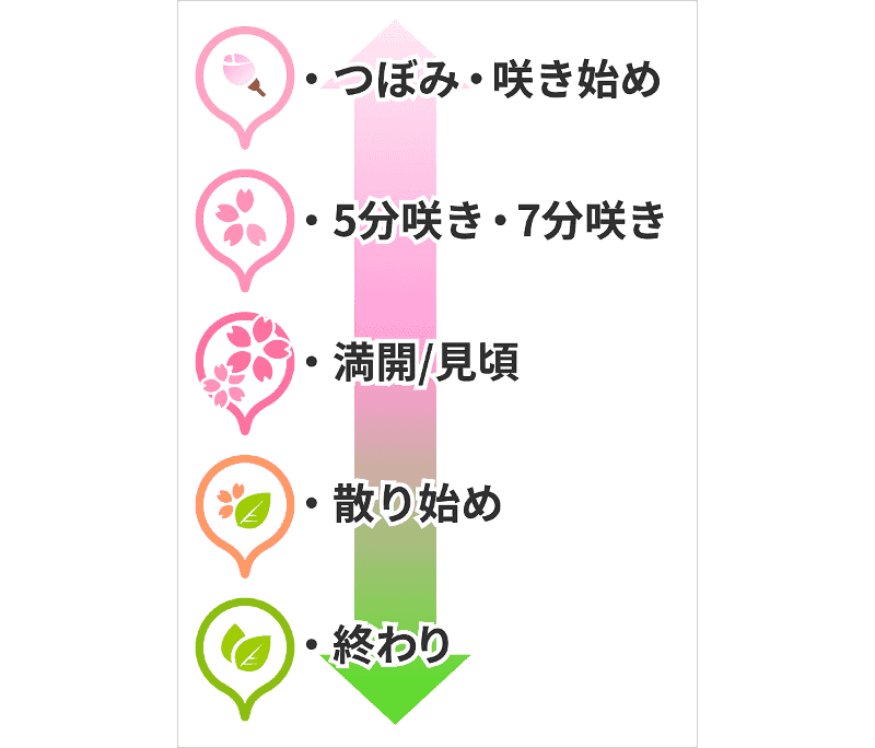 開花情報に合わせた開花ピン