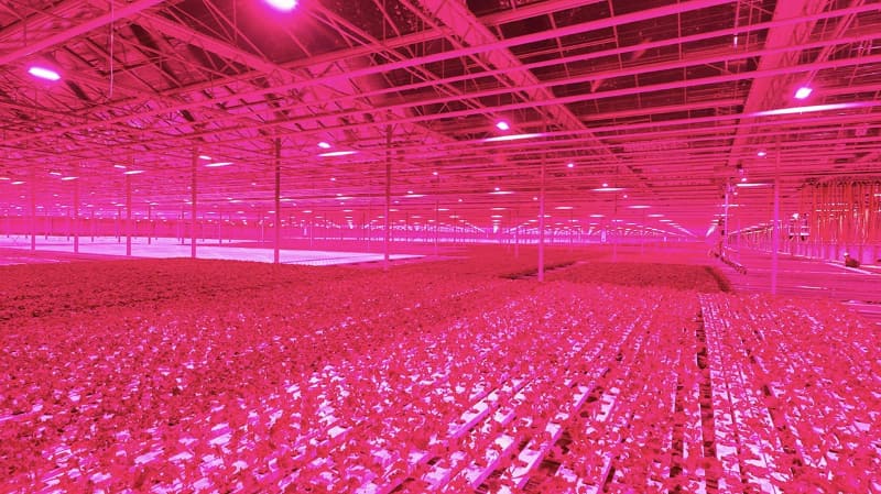 LEDを採用した栽培