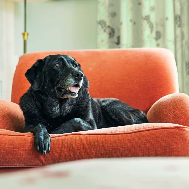 画像の一部の色を変更する「カモフラージュモード」